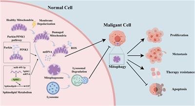 Insights into the role of mitophagy in lung cancer: current evidence and perspectives